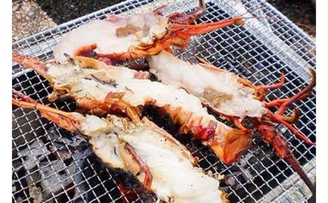 豪華BBQに最適！千葉県産"伊勢海老”特大