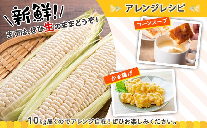 北海道産 とうもろこし ロイシーコーン 計18～20本 10kg前後 L-LL 旬 白い スイート コーン トウモロコシ お取り寄せ 産地直送 野菜 とうきび 送料無料 北海道 倶知安町