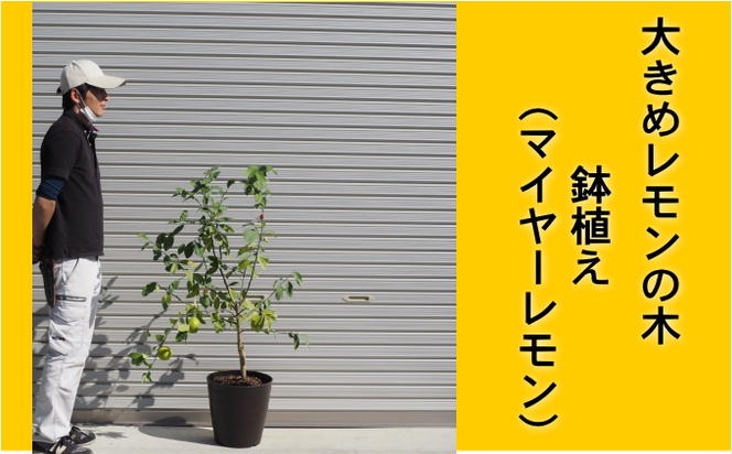 鉢植え レモンの木 マイヤーレモン 大きめ 茶プラ鉢 10号 配送不可 北海道 沖縄 離島