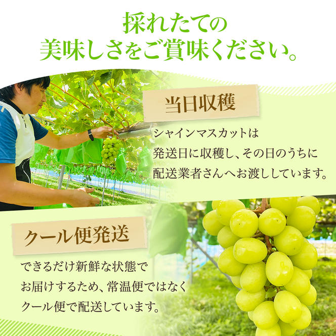 先行予約 甘く食べやすい シャインマスカット 2房（1房 500～600g）＜出荷時期：2024年9月下旬～10月上旬ごろ＞数量限定 期間限定 果物 フルーツ ぶどう ブドウ マスカット