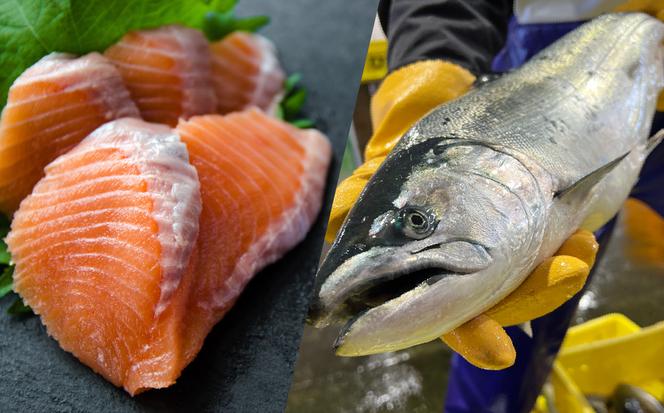 ＜2025年2月から順次発送＞【 定期便 6回 】 北海道産 海の幸 定期便 ＜ 予約商品 ＞ 北海道 サクラマス 鮭 いくら 蟹 北寄 貝 鱒 旬 魚介 海鮮 海産物