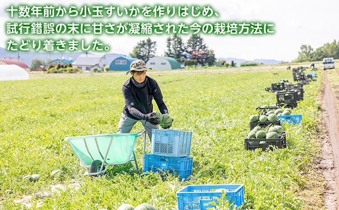 富良野産 大玉 スイカ 2L（7kg～）1玉【夏大地】 北海道 富良野