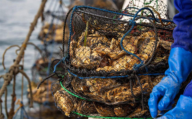 先行予約 【国内消費拡大求む】 北海道 オホーツク サロマ湖産 殻付き カキ 生食可 8kg 牡蠣職人厳選 牡蠣 国産 貝付き