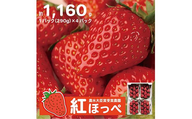 【配達地域限定】農水大臣賞受賞農園からお届け イチゴ・紅ほっぺ 4パック  配送:2025年1月下旬頃より順次発送