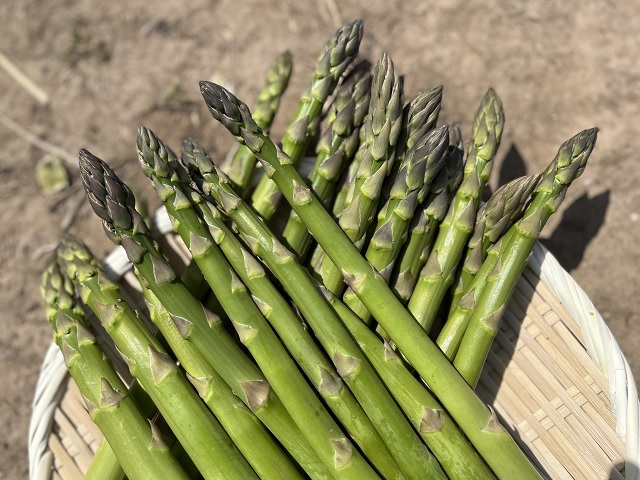 アスパラガス 先行予約 春アスパラガス 約1.5kg S～2L 訳あり 不揃い マコト農園 規格外 アスパラ グリーンアスパラ 野菜 春 旬 旬の野菜 産地直送 2025年 2025 予約 青森 冷蔵配送 5月発送
