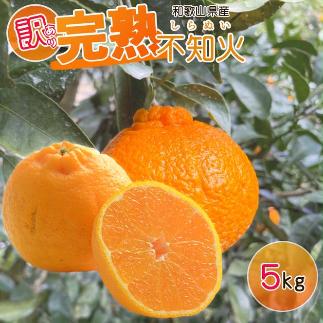 和歌山産不知火５kg - 果物