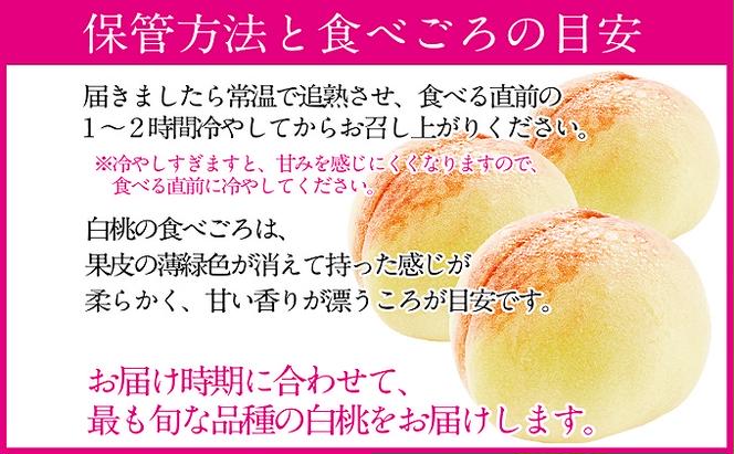 桃 2024年 先行予約 岡山の白桃 200g以上×8玉 白桃 旬 みずみずしい 晴れの国 おかやま 岡山県産 フルーツ王国 果物王国