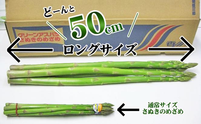 極太アスパラガス【さぬきのめざめ】50cm ロングサイズ 5本