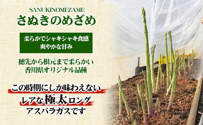 極太アスパラガス【さぬきのめざめ】50cm ロングサイズ 5本