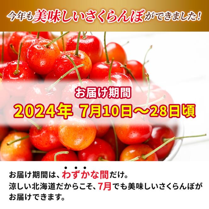  先行受付 2024年7月から出荷 北海道 仁木町産 サクランボ 紅秀峰 1.2kg 厳選品  松山商店