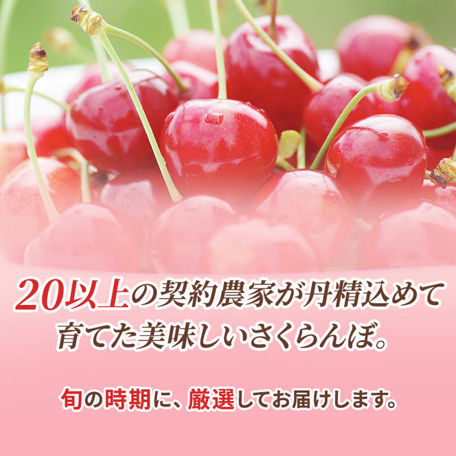  先行受付 2024年7月から出荷 北海道 仁木町産 サクランボ 紅秀峰 1.2kg 厳選品  松山商店