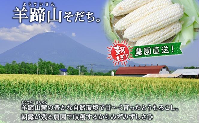 【 2025年 先行予約 】 北海道産 とうもろこし 計12本 L-2L サイズ混合 ロイシーコーン 大きめ 旬 朝採り 新鮮 トウモロコシ 甘い 夏野菜 とうきび お取り寄せ 産地直送 野菜 しりべしや 送料無料 