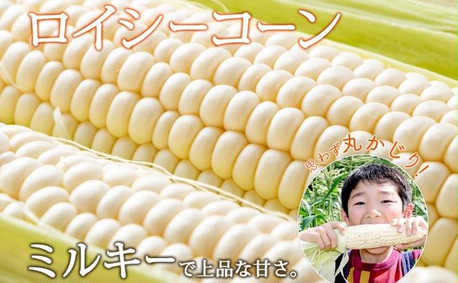 【 2025年 先行予約 】 北海道産 とうもろこし 2種 計24本 L-2L サイズ混合 味来 ロイシーコーン 食べ比べ セット 旬 朝採り 新鮮 トウモロコシ とうきび お取り寄せ 産地直送 野菜 しりべしや 送料無料 