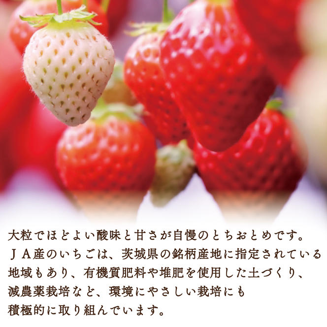 【2024年12月下旬より順次発送】JAなめがたしおさい直送「とちおとめ」1箱（4パック入）(AE-62)