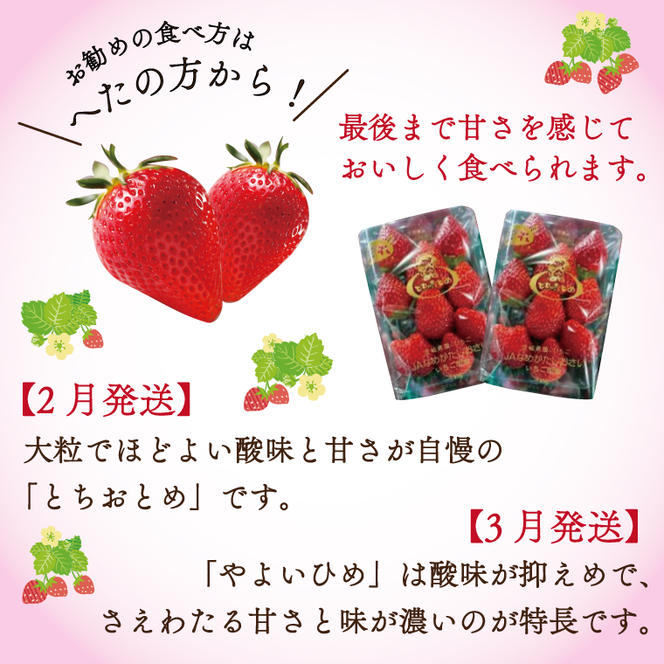 【2025年2月より順次発送】【2回定期便】【いちご食べ比べ】「とちおとめ」・「やよいひめ」(4パック入×2回)JAなめがたしおさい直送便(AE-65)