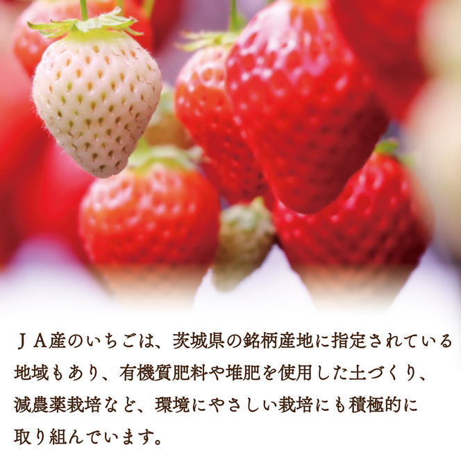 【2025年2月より順次発送】【2回定期便】【いちご食べ比べ】「とちおとめ」・「やよいひめ」(4パック入×2回)JAなめがたしおさい直送便(AE-65)