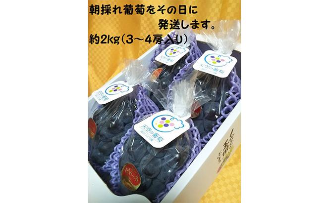 ぶどう 2025年度 早期受付 天空の葡萄(登録商標) ニュー ピオーネ 3～4房 2kg以上 1箱 美味しい笑顔をお約束 葡萄 フルーツ 岡山 高梁市産