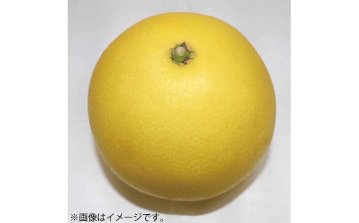 《戸波文旦会》 青龍文旦（せいりゅうぶんたん） 特秀 約5kg（2L～4L混合サイズ）【土佐グルメ市場厳選】高知産 みかん 柑橘 フルーツ 文旦 ぶんたん ブンタン 果物 お取り寄せ おいしい 故郷納税 ふるさとのうぜい 返礼品 高知県 高知 土佐市