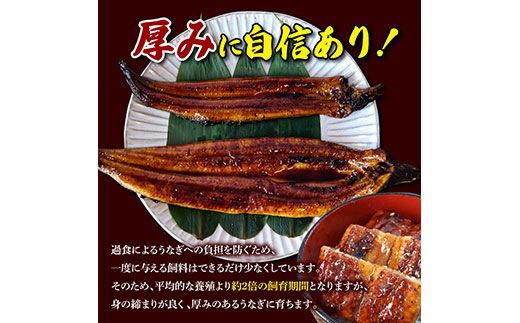 【数量限定！】仁淀川特大肉厚うなぎ5尾セット　鰻 うなぎ 仁淀川 四万十 肉厚 スタミナ 疲労回復 ウナギ お取り寄せグルメ 高知 鰻蒲焼き 故郷納税 ふるさとのうぜい 返礼品 高知県 高知 国産