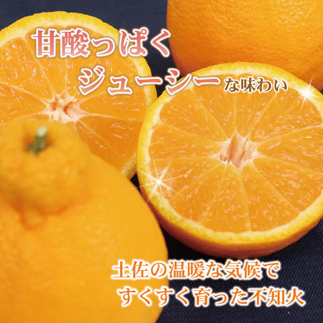 土佐の温室不知火（しらぬい）約3kg みかん 柑橘 フルーツ 果物 美味しい おいしい 常温 故郷納税 ふるさとのうぜい 返礼品 高知県 高知