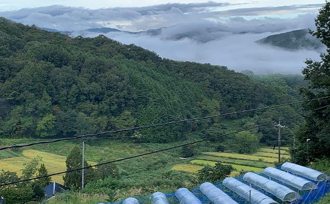 ニュー ピオーネ 1kg前後 2房 葡萄 フルーツ 岡山 高梁市産 ぜきお農園 ぶどうclub 2025年 先行予約