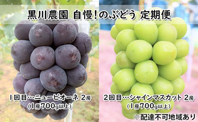 ぶどう 2025年 先行予約 定期便 2回 先行予約 黒川農園 自慢！の 大粒 大房 ニューピオーネ 2房 シャインマスカット 2房 （各1房700g以上） ブドウ 葡萄  岡山県産 国産 フルーツ 果物 ギフト