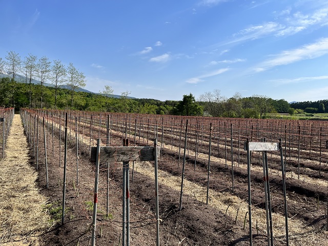 先行予約 川田農園 夏アスパラガス 約1kg + 100g （M～2L混合）7月～9月発送 アスパラ 野菜 旬の野菜 産地直送 季節の野菜 青森県 鰺ヶ沢町