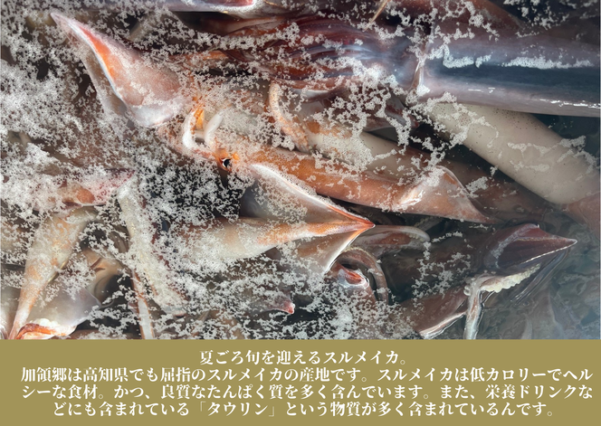 【四国一小さなまち】《カネアリ水産》 イカの一日干し３枚 スルメイカ イカ 一日干し 干物 加工食品 BBQ 肉厚 海鮮 うまみ おつまみ 酒のお供 冷凍