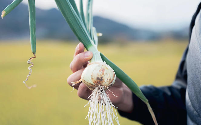 葉玉ねぎ 2.5kg【発送時期：2025年1月中旬～3月頃】