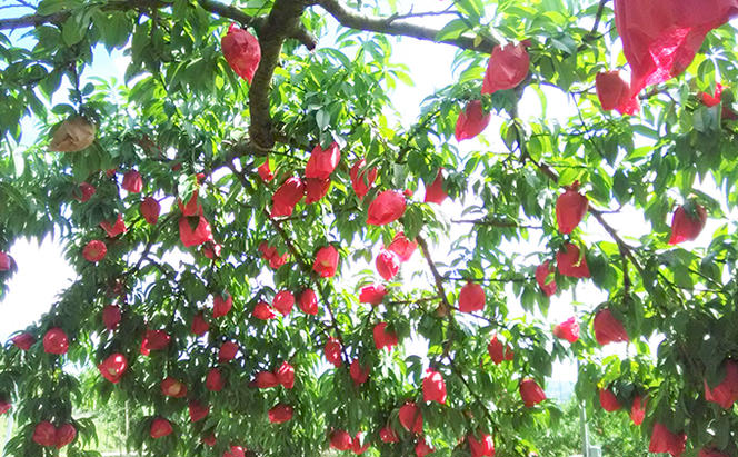 桃 2024年 先行予約 7月の旬な 白桃 をお届け！約1.5kg 5～7玉 もも モモ 岡山県 赤磐市産 国産 フルーツ 果物 ギフト あみかフルーツ