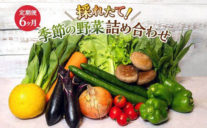 とれたて 野菜 パック 定期便 6回 季節の野菜 セット 詰め合わせ 10品前後 野菜セット 野菜詰め合わせ 6ヶ月 ジャガイモ 人参 大根 小松菜 白ネギ グリ−ンリ−フ チンゲン菜 椎茸 トマト 水菜 葉ネギ 人気 厳選 静岡県