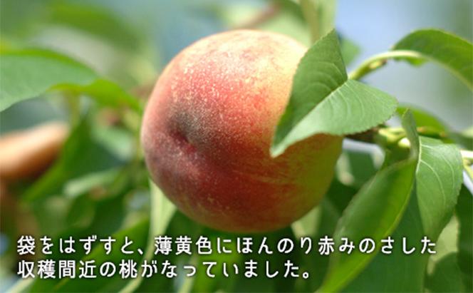 桃 2024年 先行予約 白桃 早生種 約1.3kg  5～6玉 もも モモ 岡山県産 国産 フルーツ 果物 ギフト