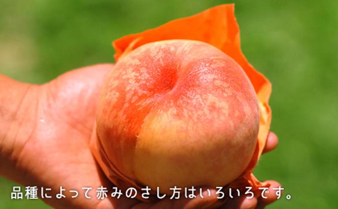 桃 2024年 先行予約 白桃 晩生種 約1.3kg 5～6玉 もも モモ 岡山県産 国産 フルーツ 果物 ギフト 