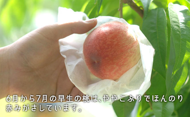 桃 2024年 先行予約 桃 早生種 約900g 5～6玉 もも モモ 岡山県産 国産 フルーツ 果物 ギフト