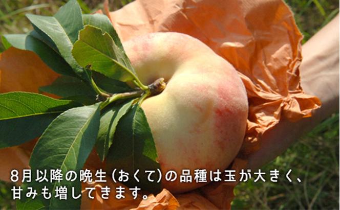 桃 2024年 先行予約 白桃 晩生種 大玉 約2.2kg 6～7玉 岡山県 フルーツ もも 桃 モモ ピーチ 人気 新鮮 フルーツ 桃 デザート フルーツ もも 桃 モモ ギフト くだもの 桃 もも 果物 フルーツ 桃 もも