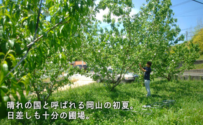 桃 2024年 先行予約 桃 早生種 約900g 5～6玉 もも モモ 岡山県産 国産 フルーツ 果物 ギフト