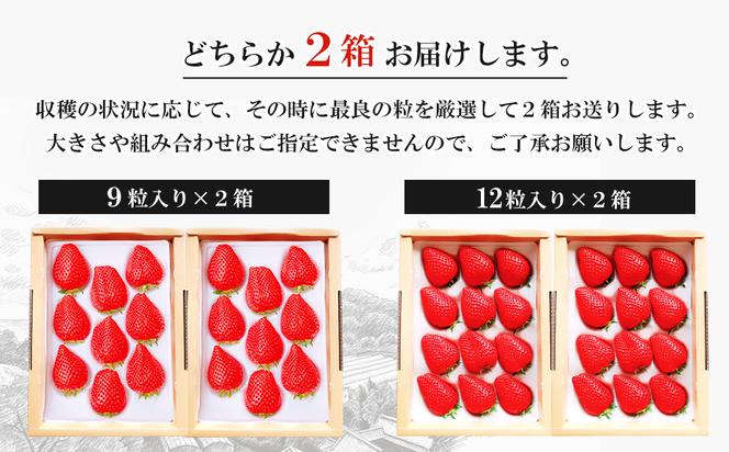 長畠高原苺園 朝採り大粒いちご【1月より順次出荷・お届け日指定不可】