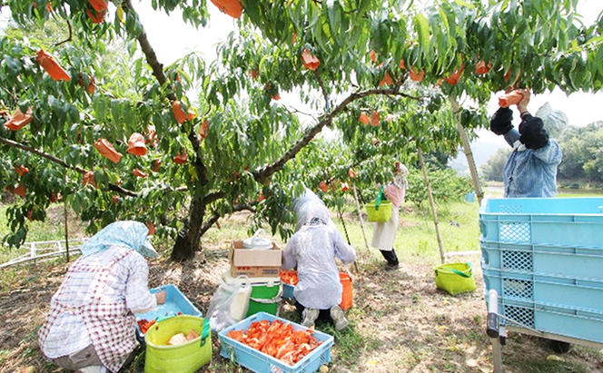 桃 2025年 先行予約 特選 岡山の桃 4～6玉 1.5k箱（正味内容量1.3kg以上）晩生種 もも モモ 岡山県産 国産 フルーツ 果物 ギフト