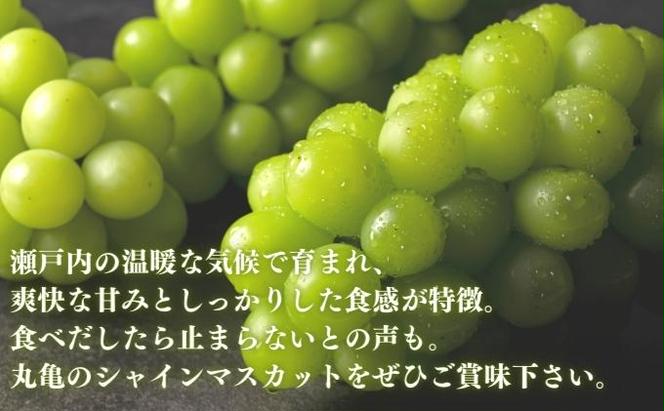 シャインマスカット 地元民が内緒にしたい 約2kg マスカット ぶどう 葡萄 ブドウ フルーツ 果物 くだもの 香川