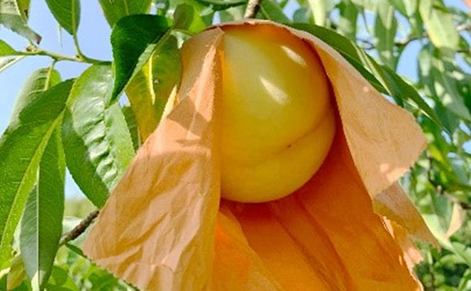桃 2024年 先行予約 特選 岡山の桃 6玉 約1.3kg 早生種 もも モモ 岡山県産 国産 フルーツ 果物 ギフト