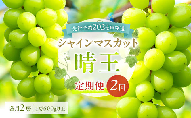 ぶどう 定期便 2024年 先行予約 シャイン マスカット 晴王 各月2房（1房600g以上） 2回コース マスカット ブドウ 葡萄  岡山県産 国産 フルーツ 果物 ギフト