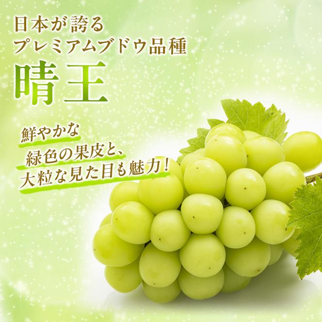 ぶどう 定期便 2025年 先行予約 シャイン マスカット 晴王 各月2房（1房600g以上） 3回コース マスカット ブドウ 葡萄  岡山県産 国産 フルーツ 果物 ギフト