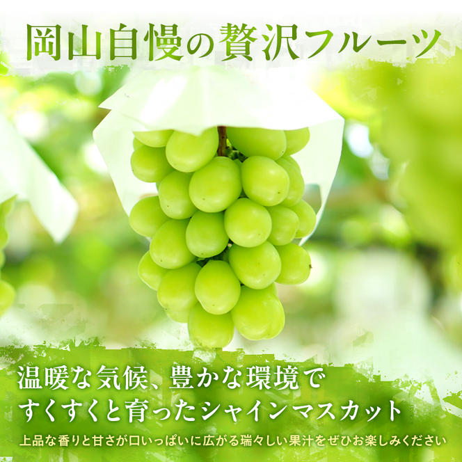 ぶどう 定期便 2025年 先行予約 シャイン マスカット 晴王 各月2房（1房600g以上） 3回コース マスカット ブドウ 葡萄  岡山県産 国産 フルーツ 果物 ギフト