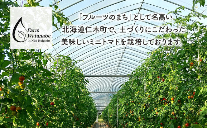ミニトマトジュース(北海道 仁木町産 ミニトマト 100%) 1L×6本 ～無塩・無糖・保存料無添加