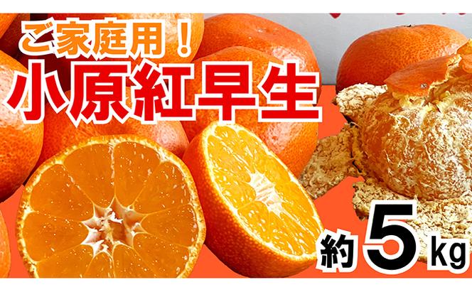 ご家庭用！小原紅早生真っ赤なみかん　約５kg【12月以降発送開始】