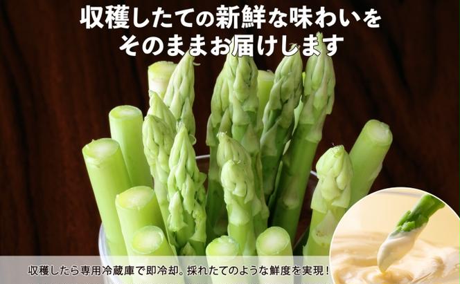 先行予約 2024年 北海道 アスパラガス グリーン 1kg セット Mサイズ 春 限定 旬 朝採り 新鮮 野菜 アスパラ ギフト gift 産地直送 産直 お取り寄せ 詰め合わせ 送料無料