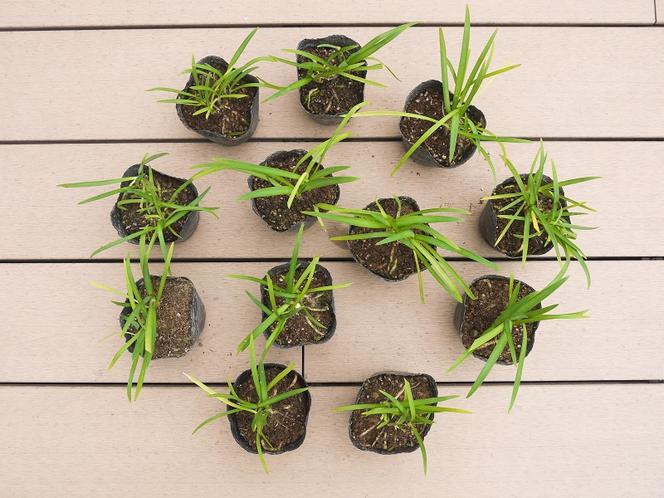 BS137_ヒメアガパンサス 12セット 花 苗 植物 家庭菜園 花壇 プランター ガーデニング
