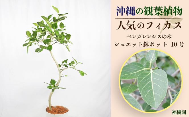 沖縄の観葉植物 人気のフィカス ベンガレンシス10号 シュエット鉢ポット