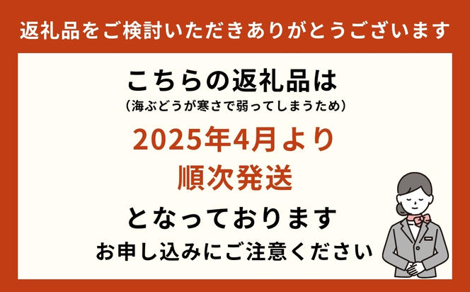 海ぶどうSuperLover　大容量1kgパック【2024年4月より順次発送】