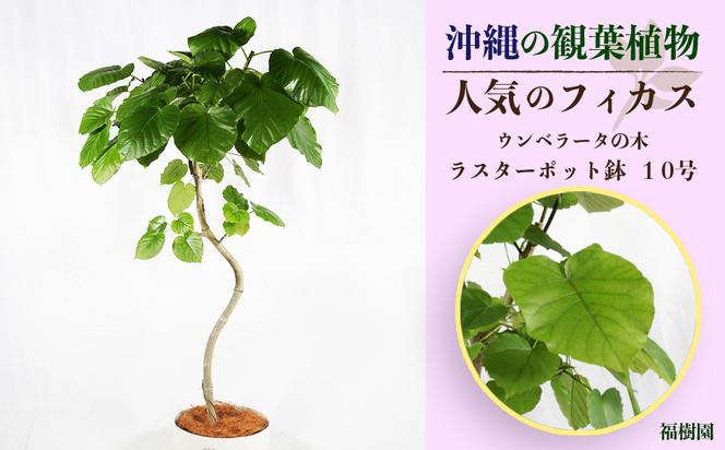 沖縄の観葉植物 人気のフィカス ウンベラータ10号 ラスターポット